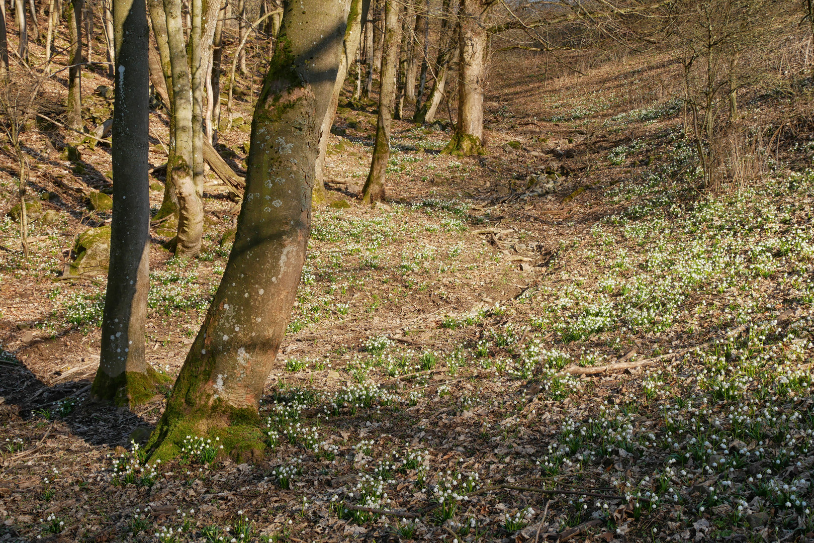 Märzenbecher