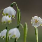 Märzenbecher (1)