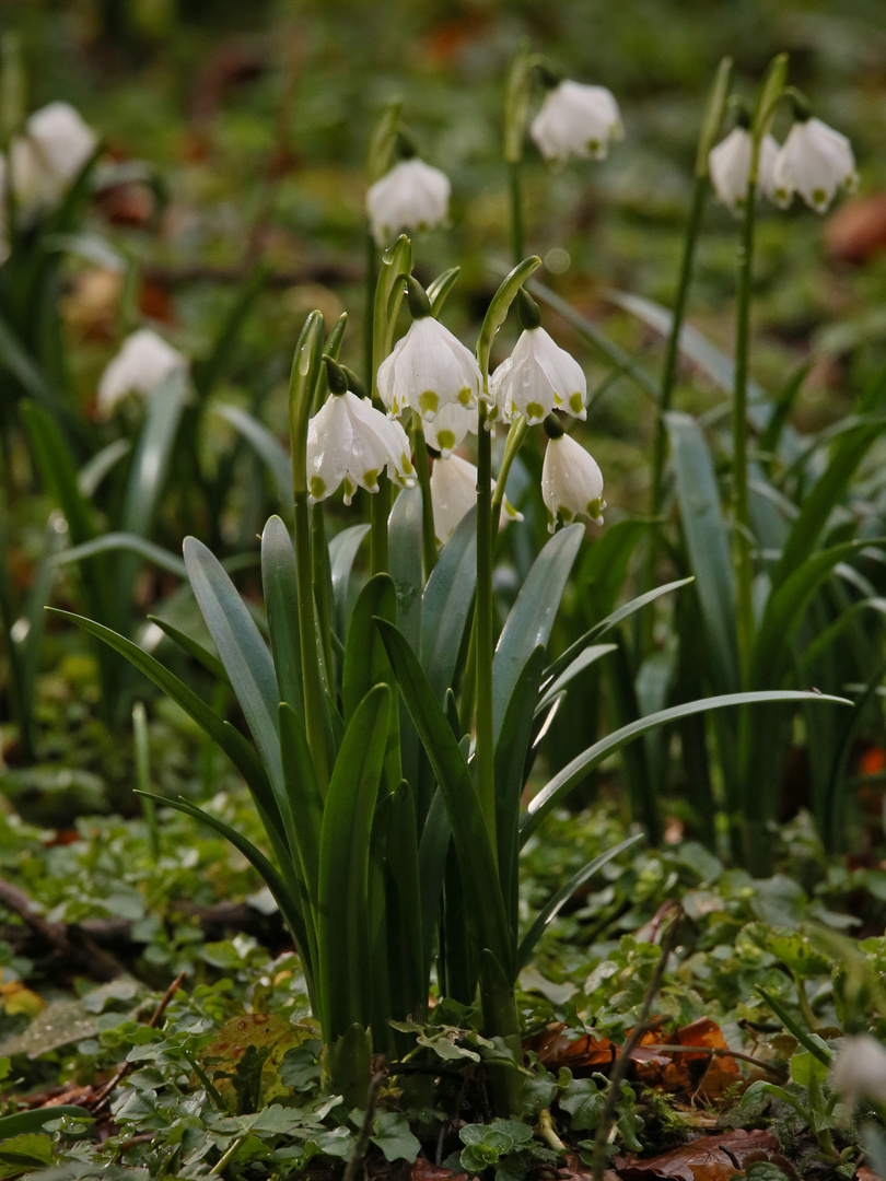 Märzenbecher (2016_03_23_EOS 6D_2436_ji)