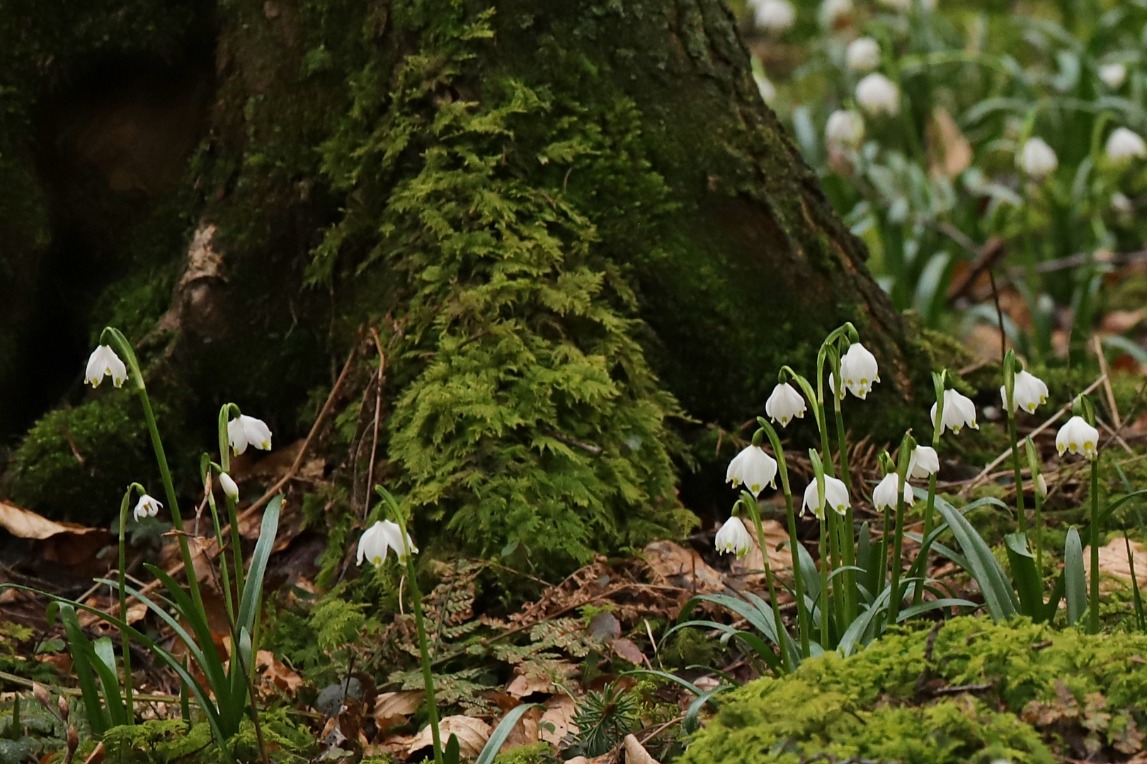 Märzenbecher (2018_04_03_EOS 6D Mark II_0639_ji)