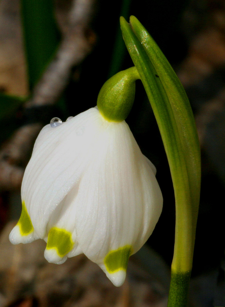 Märzenbecher