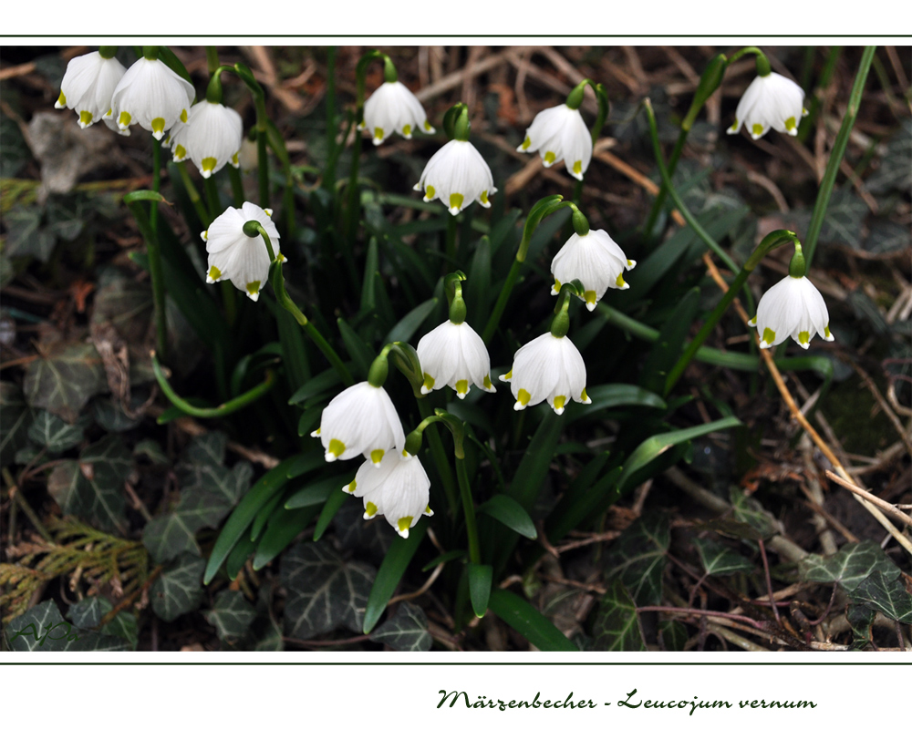 Märzenbecher