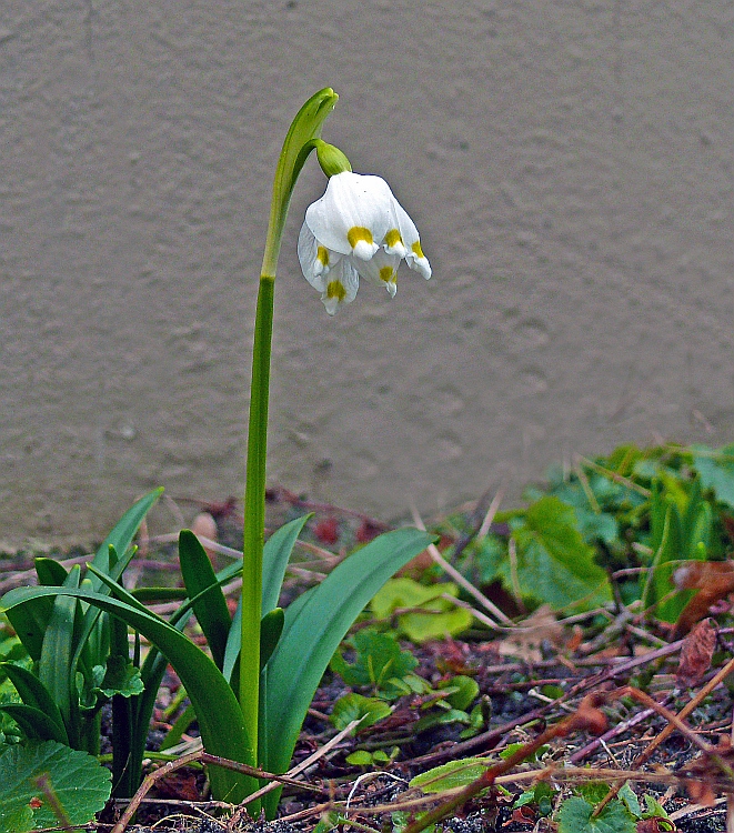 Märzenbecher