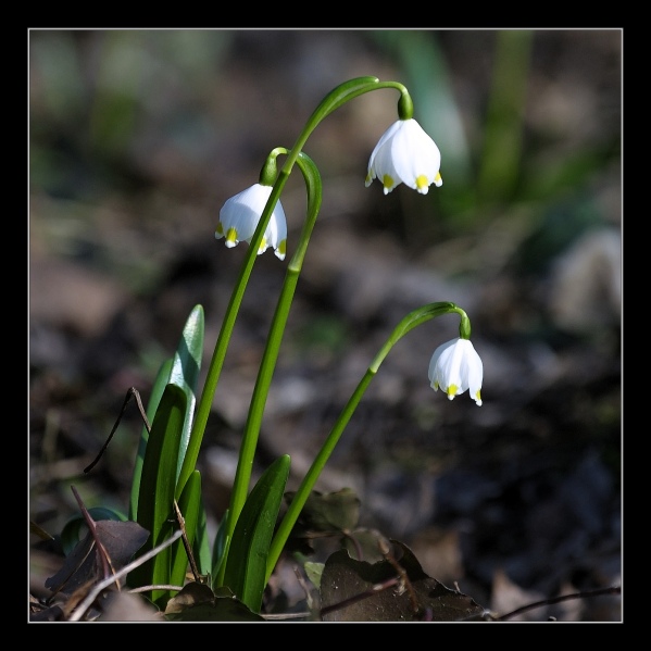 Maerzenbecher