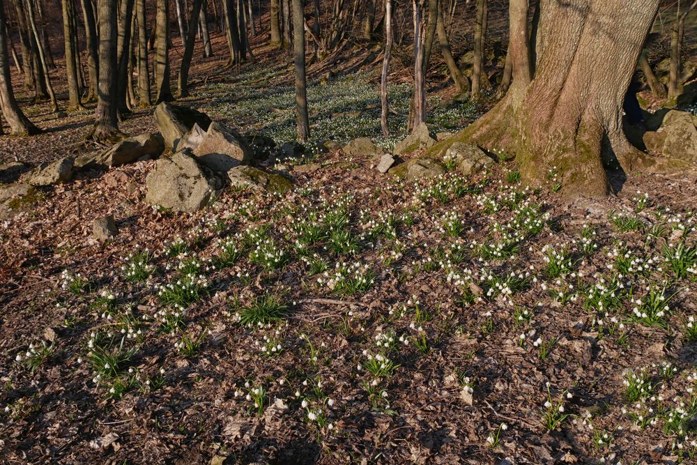 Märzenbecher