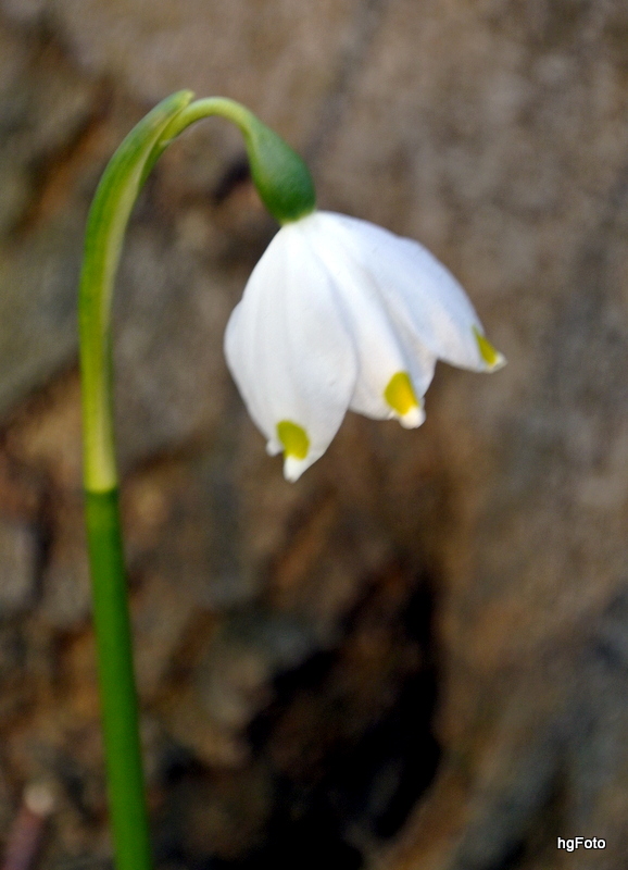 Märzenbecher