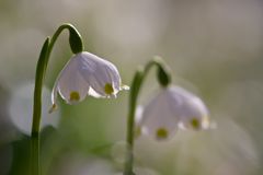 Märzenbecher 7/11