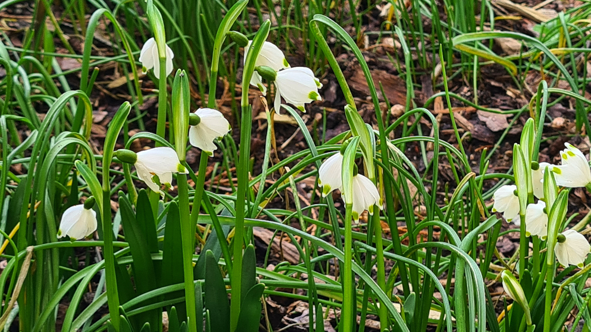 Märzenbecher**