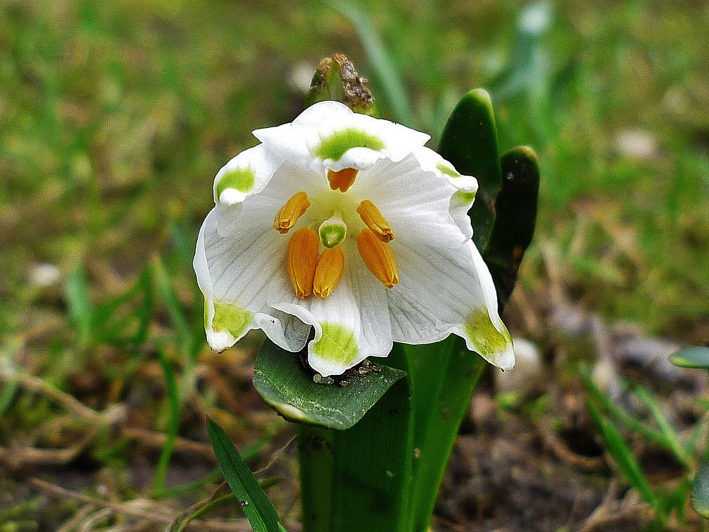 Märzenbecher