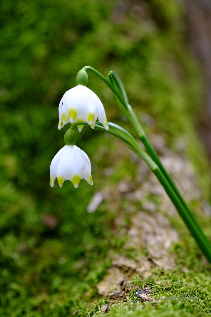 Märzenbecher