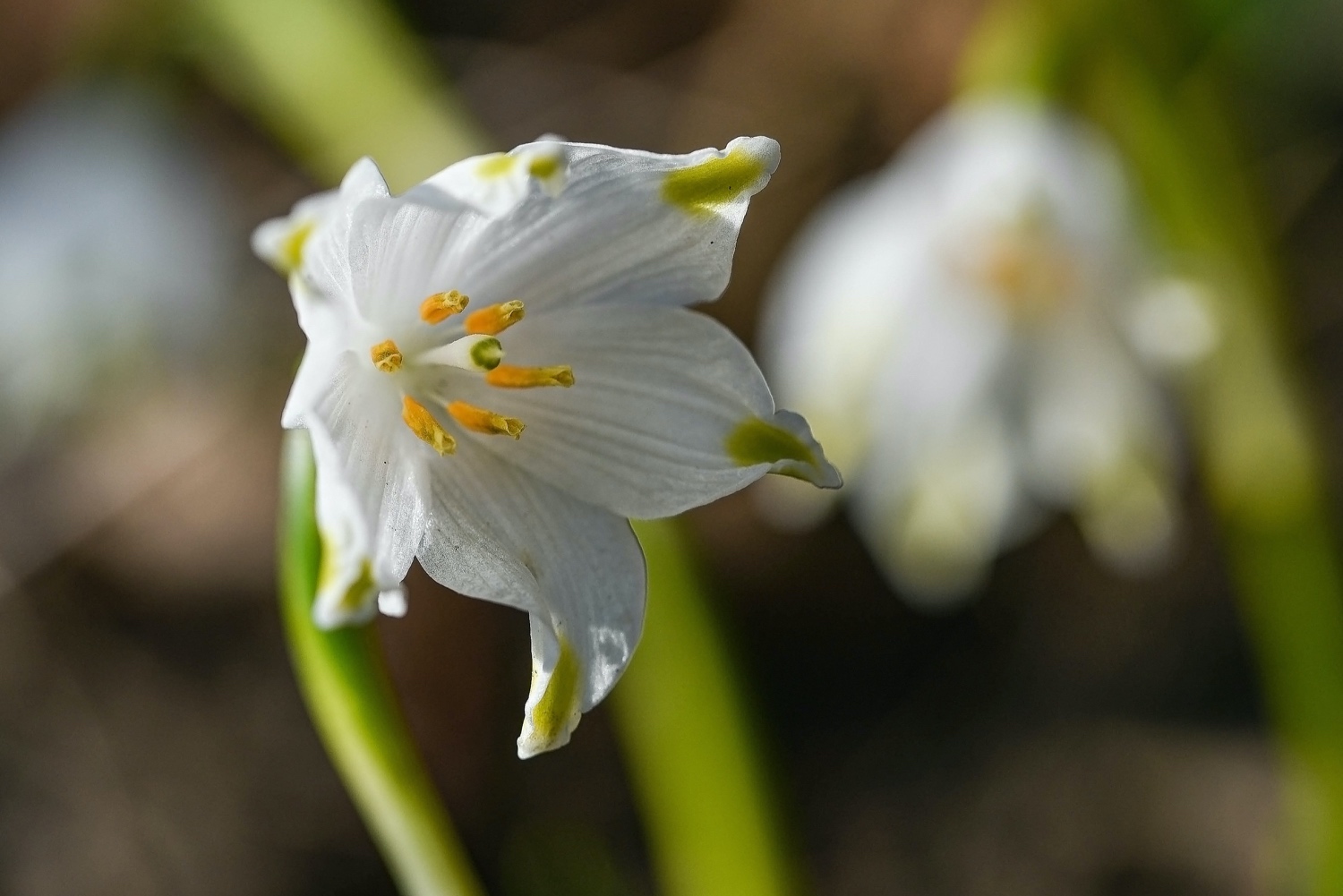 Märzenbecher