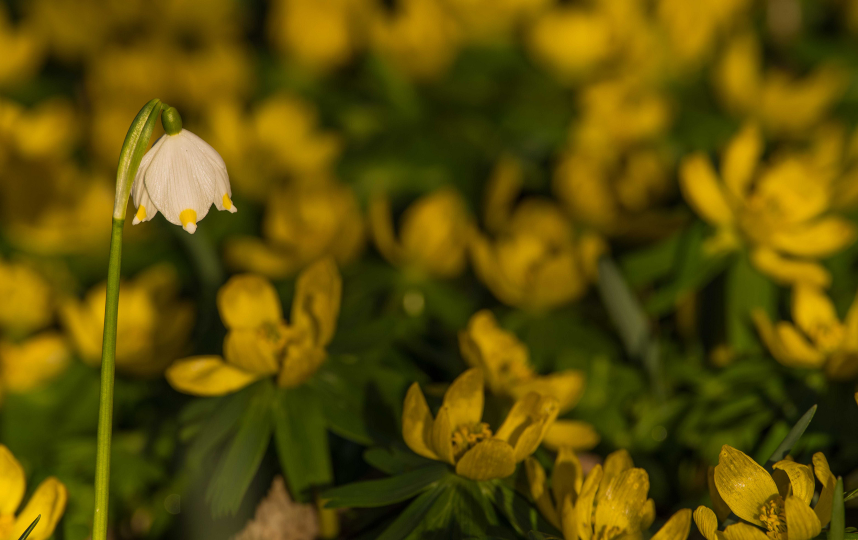 Märzenbecher alleine in einem Winterling Feld