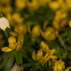 Märzenbecher alleine in einem Winterling Feld