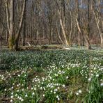 Märzenbecher am Gänsekropf