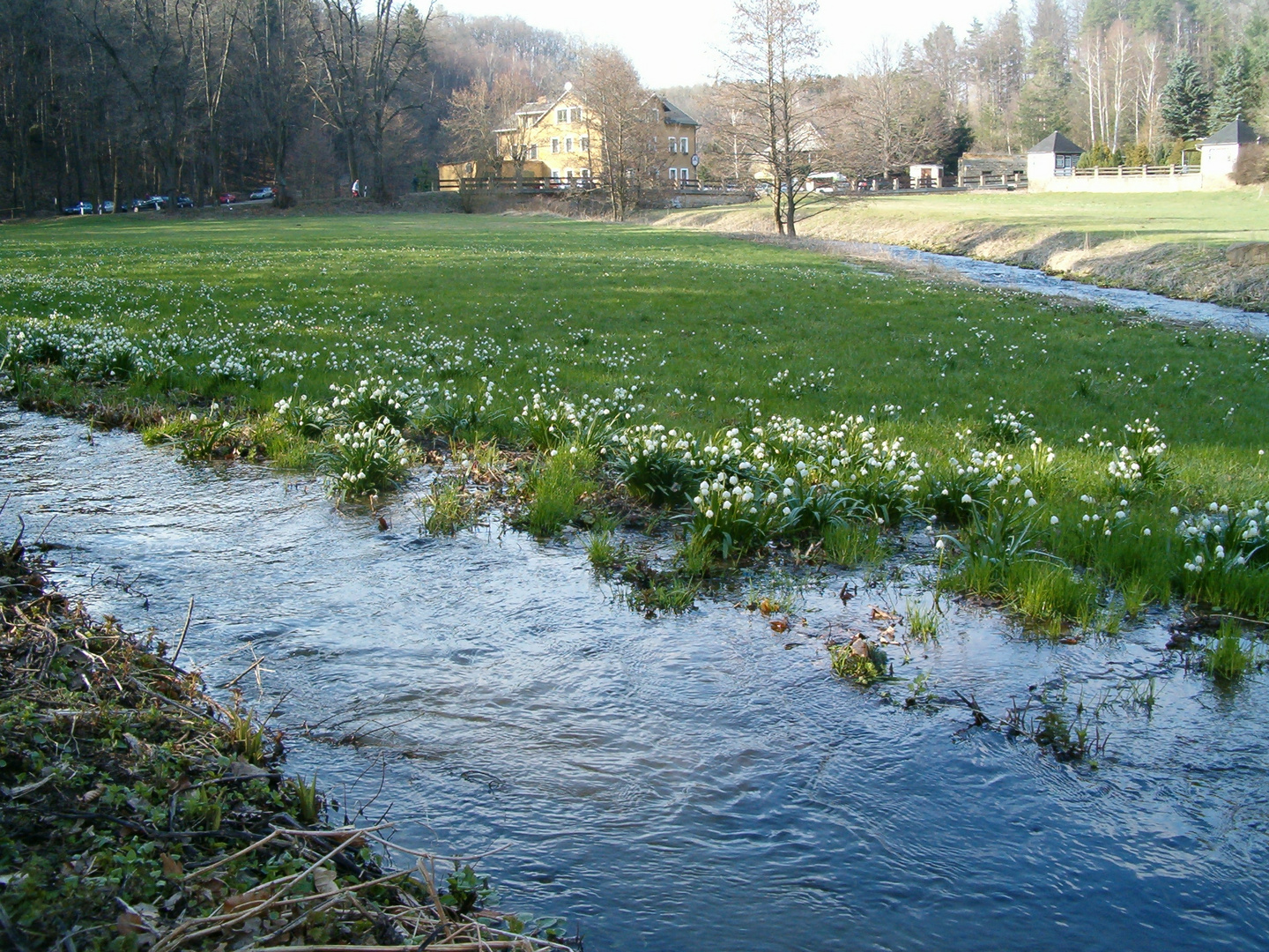 Märzenbecher am Polenztal.