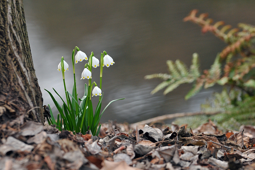 Märzenbecher am Wildbach