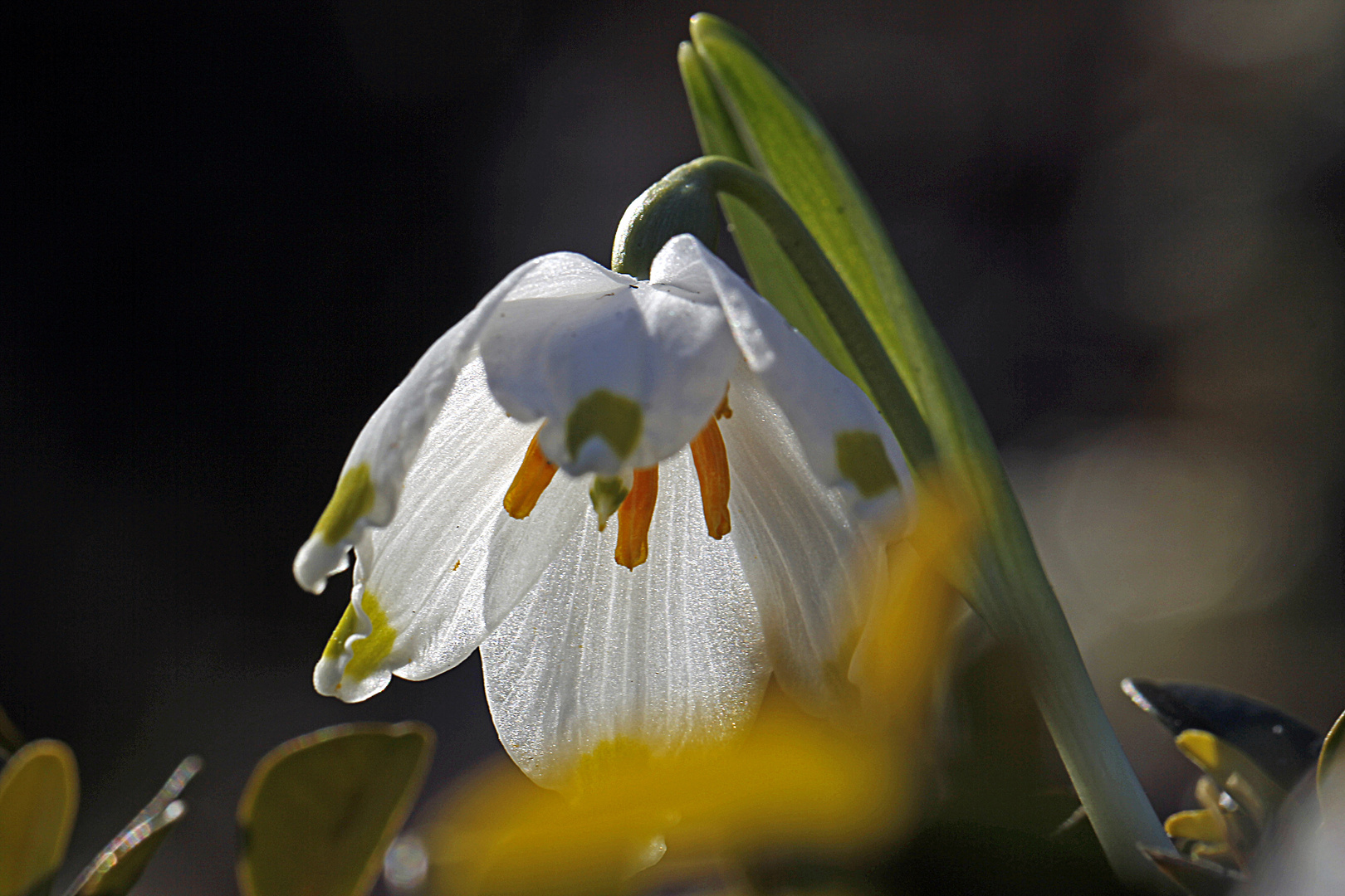 Märzenbecher auch Frühlings Knotenblume