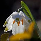 Märzenbecher auch Frühlings Knotenblume