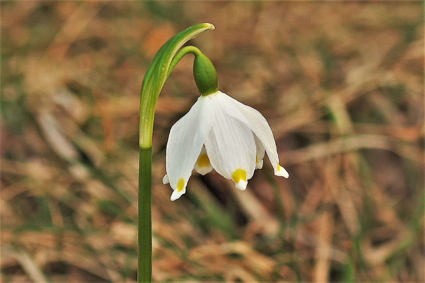 Märzenbecher auf einer Waldwiese