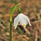 Märzenbecher auf einer Waldwiese