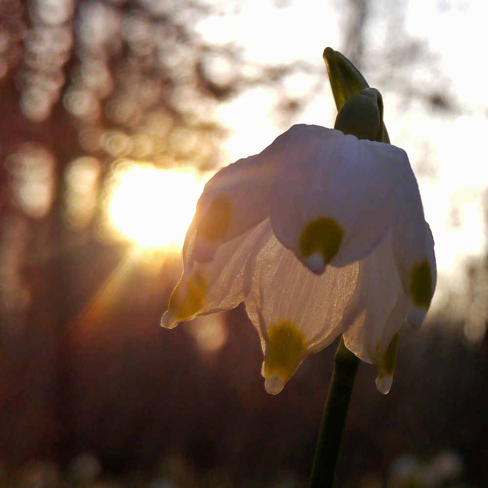 Märzenbecher-Blüte 1