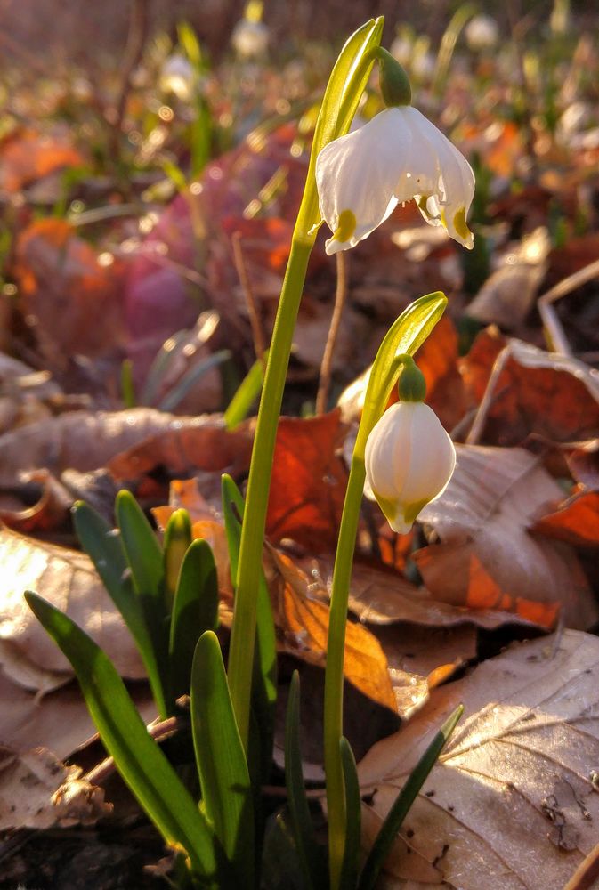 Märzenbecher-Blüte 2