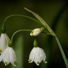 Märzenbecher bzw. Frühlingsknotenblume