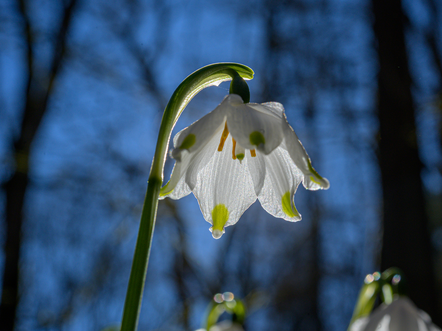 Bilder Märzenbecher: A Springtime Drawing Adventure!