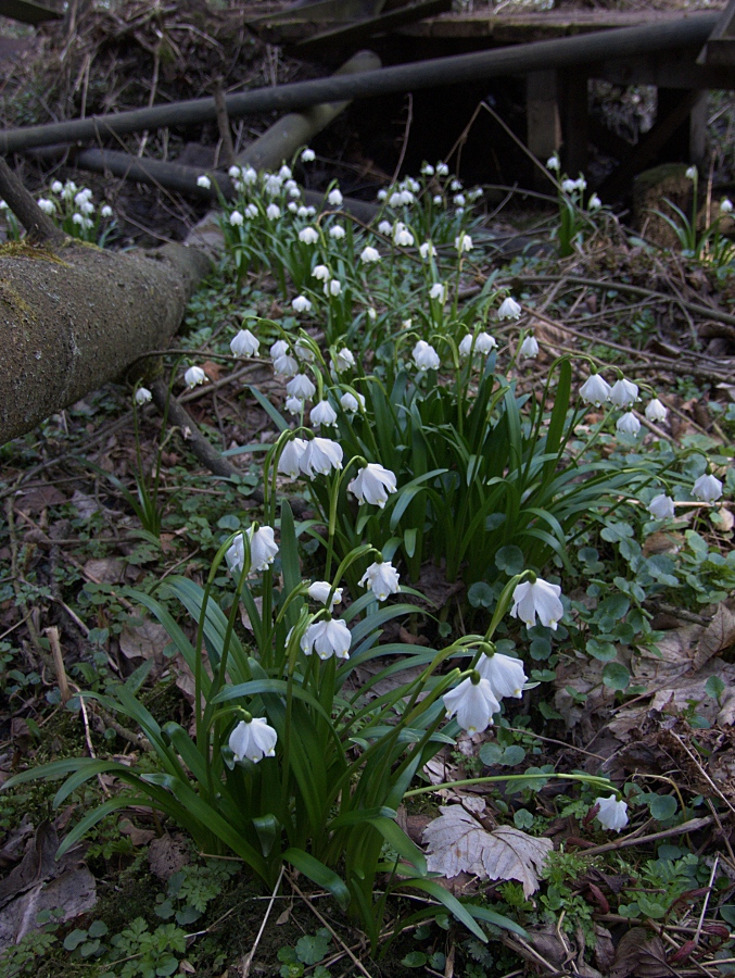 Märzenbecher