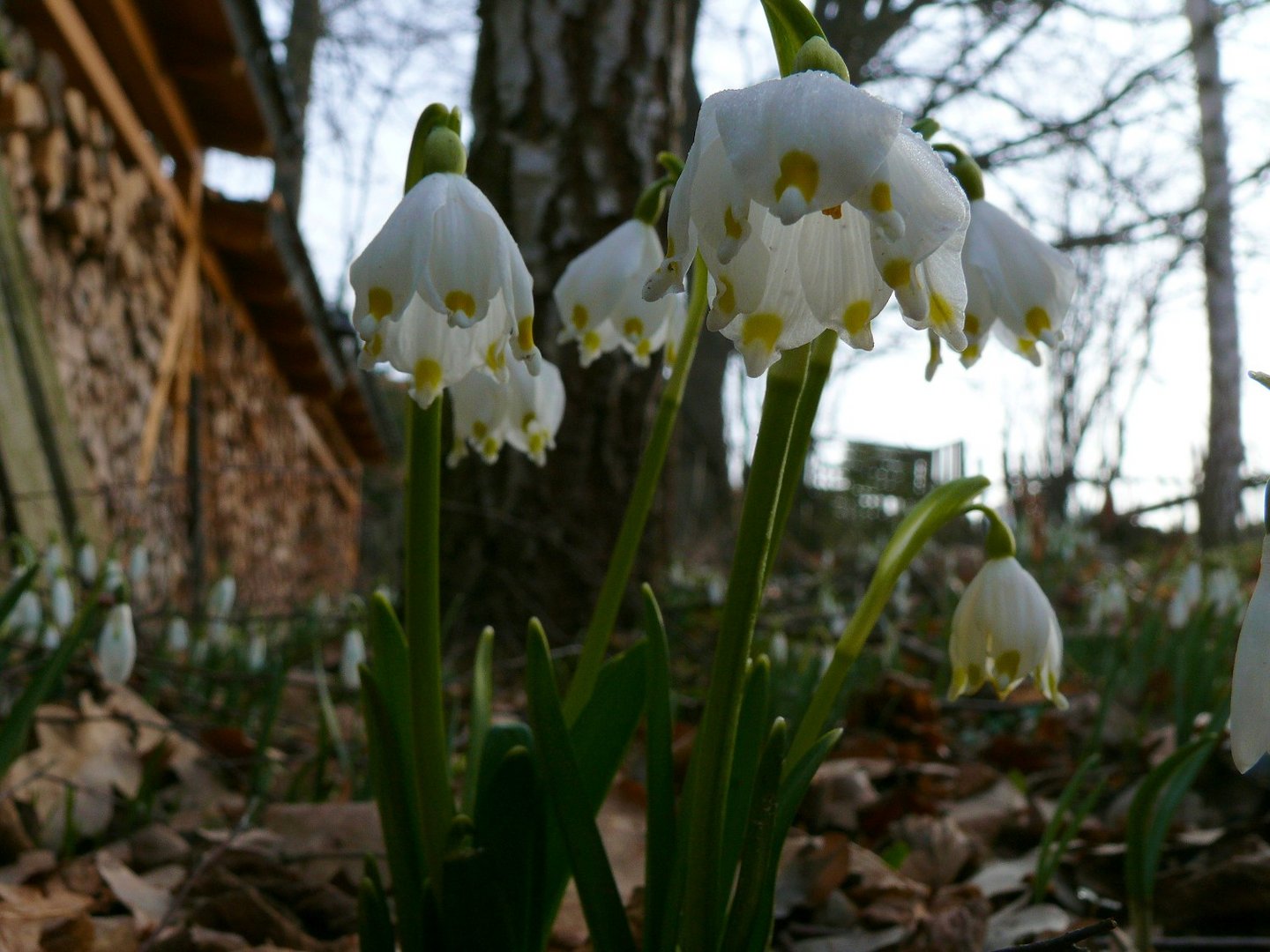 Märzenbecher