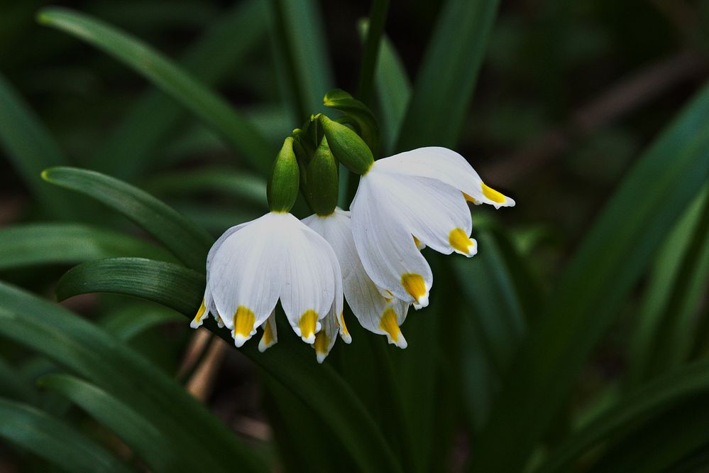 " Märzenbecher "