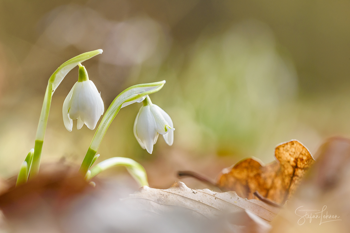 Märzenbecher ... der Frühling 