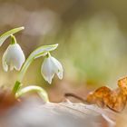 Märzenbecher ... der Frühling 