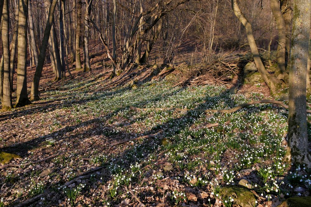 Märzenbecher