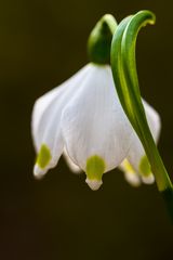 Märzenbecher