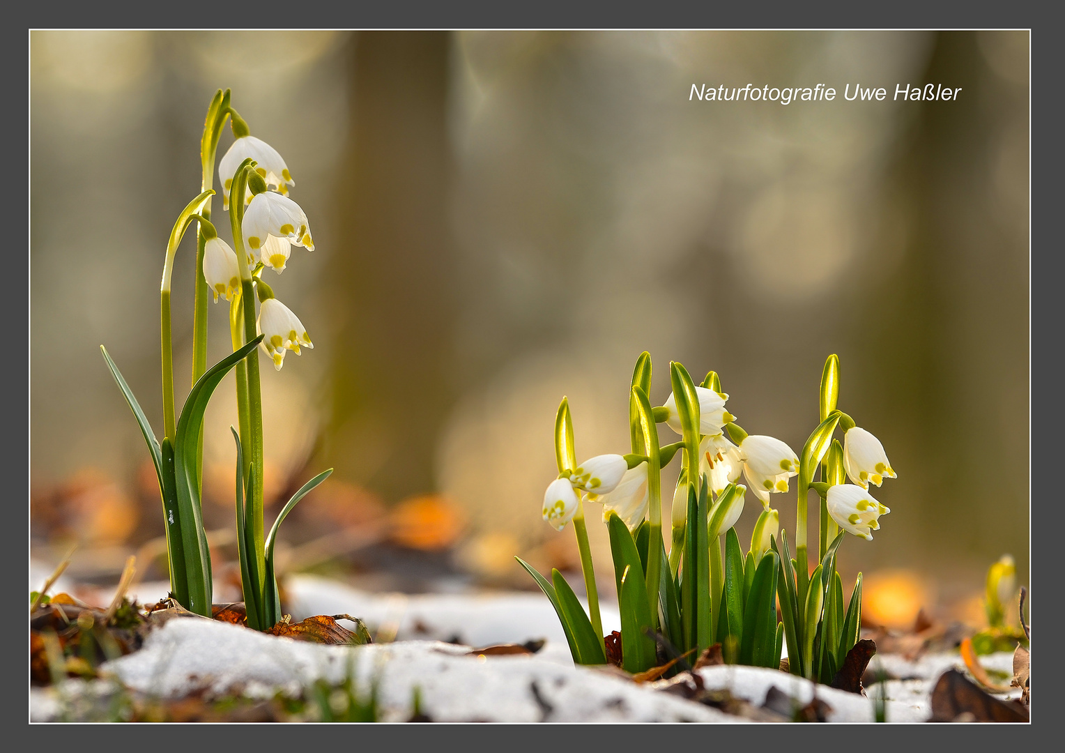 Märzenbecher - erste Frühjahrsboten im eher noch winterlichen Wald