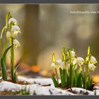 Märzenbecher - erste Frühjahrsboten im eher noch winterlichen Wald