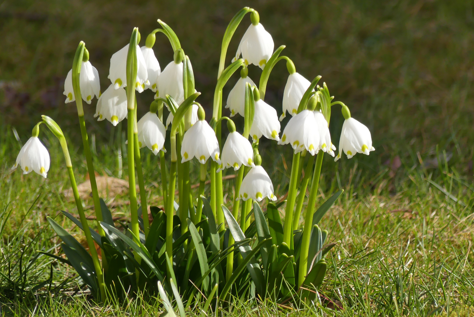 Märzenbecher ( Frühlings-Knotenblume. Leucojum vernum