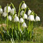 Märzenbecher ( Frühlings-Knotenblume. Leucojum vernum