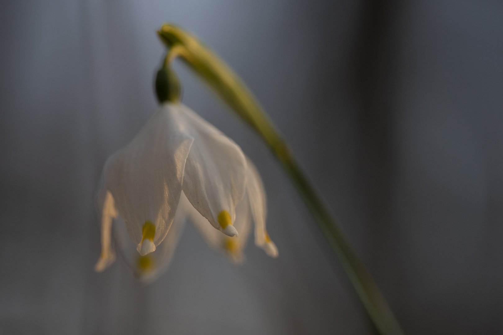 Märzenbecher/ Frühlings-Knotenblume (Leucojum vernum)