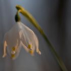 Märzenbecher/ Frühlings-Knotenblume (Leucojum vernum)