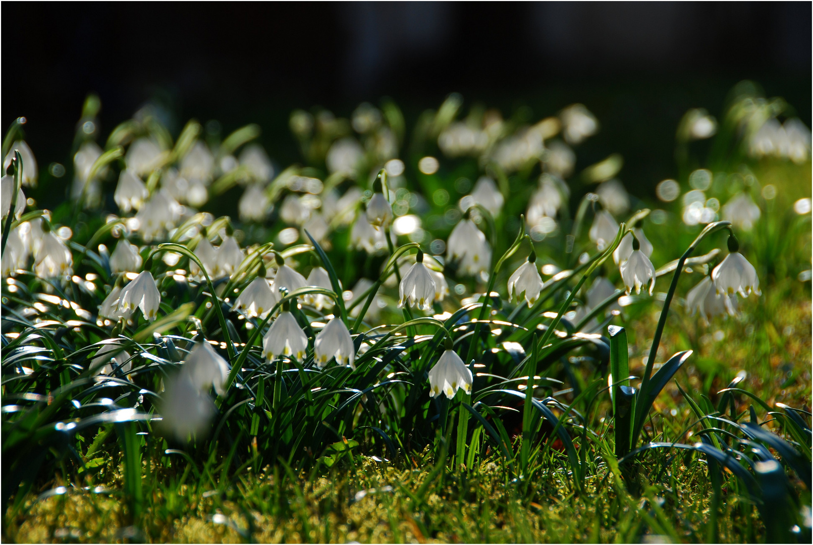 Märzenbecher für 21.März den Frühlingsanfang