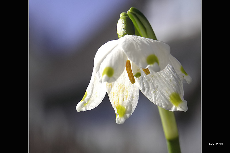 Märzenbecher II