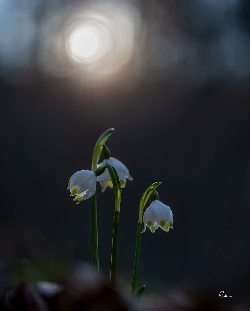 Märzenbecher im Abendlicht