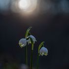 Märzenbecher im Abendlicht