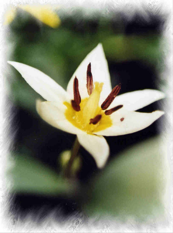 märzenbecher im april