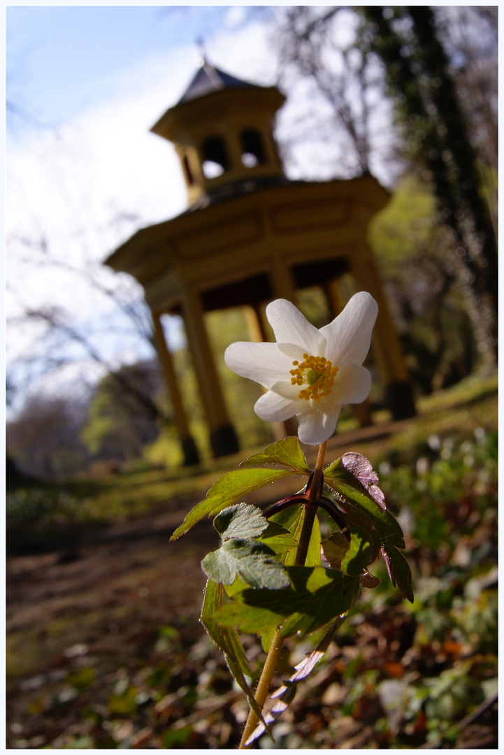 Märzenbecher im April...