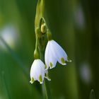 Märzenbecher im April