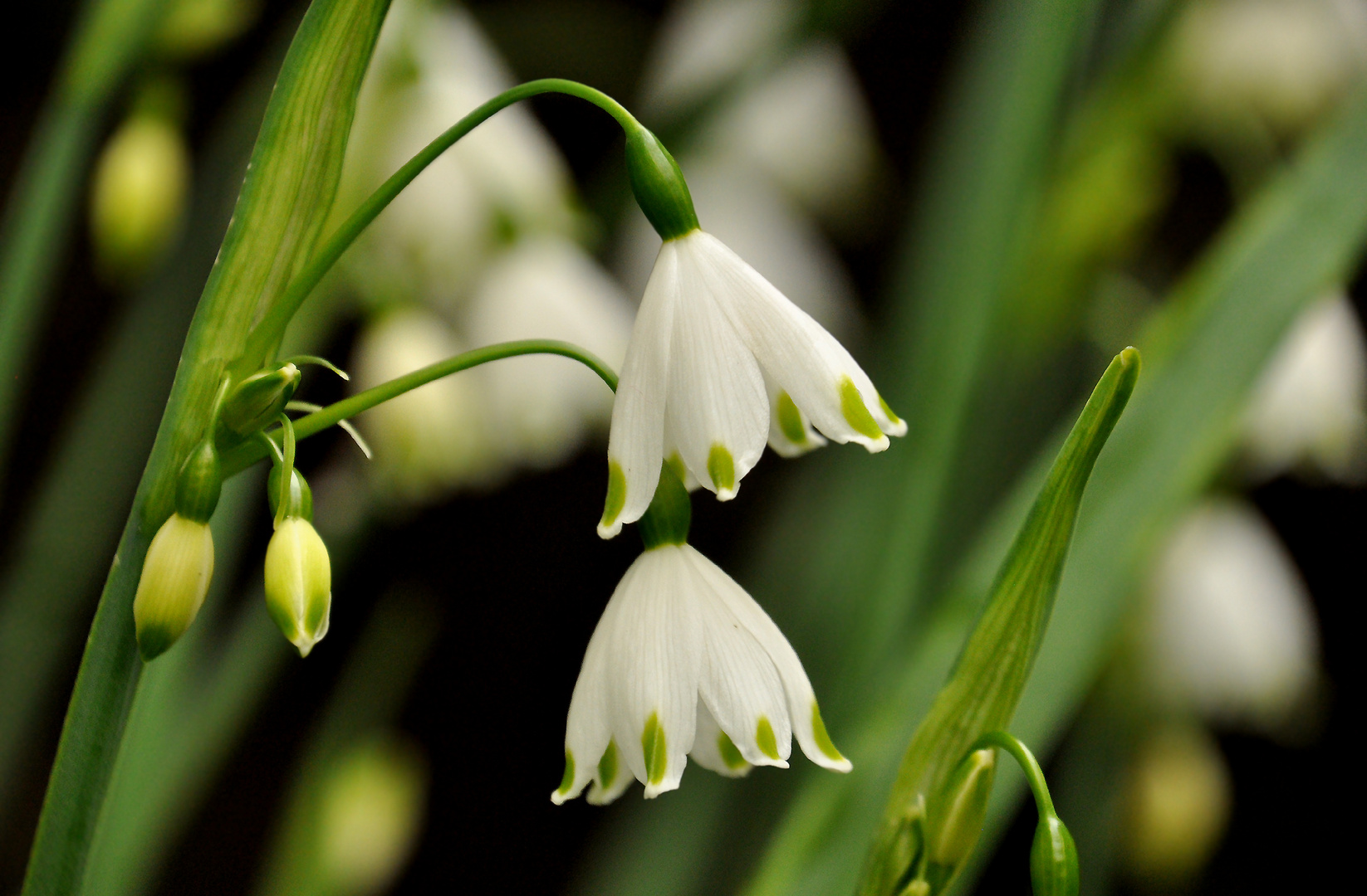 Märzenbecher im April