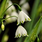 Märzenbecher im April